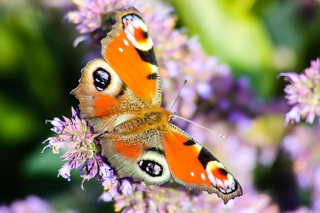 butterfly animals nature free photo