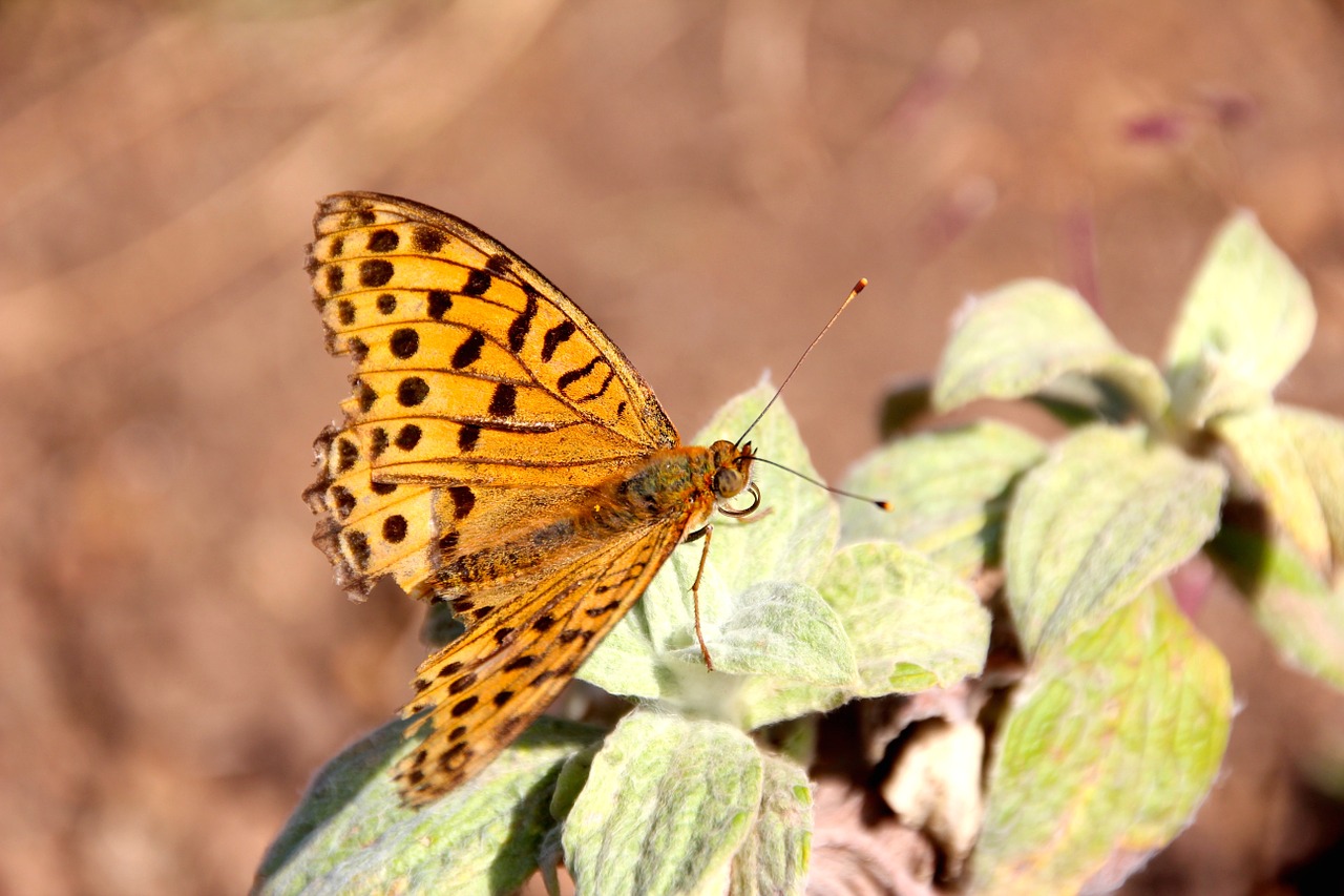 butterfly tropical largest butterfly free photo