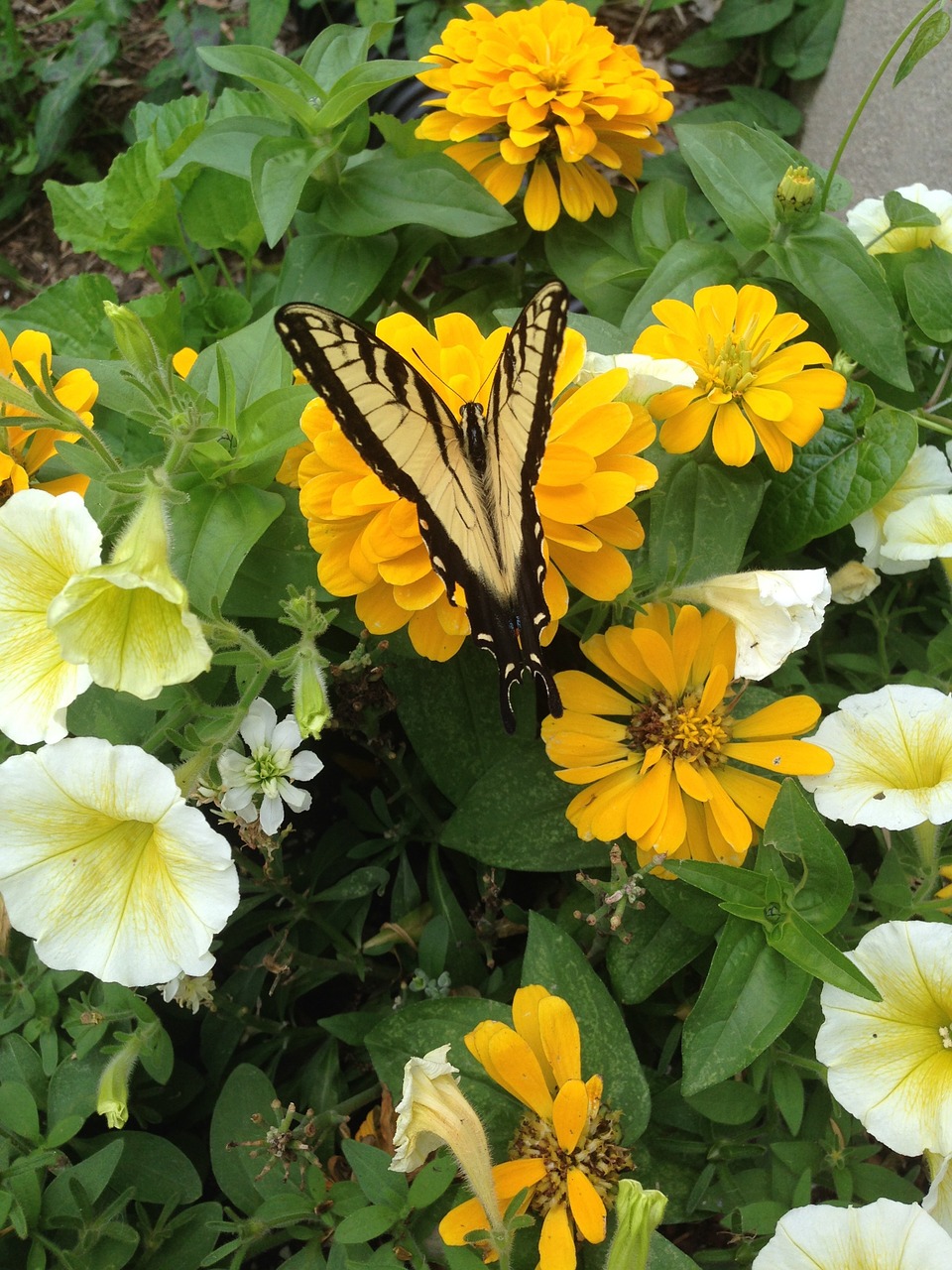 butterfly flower summer insects free photo