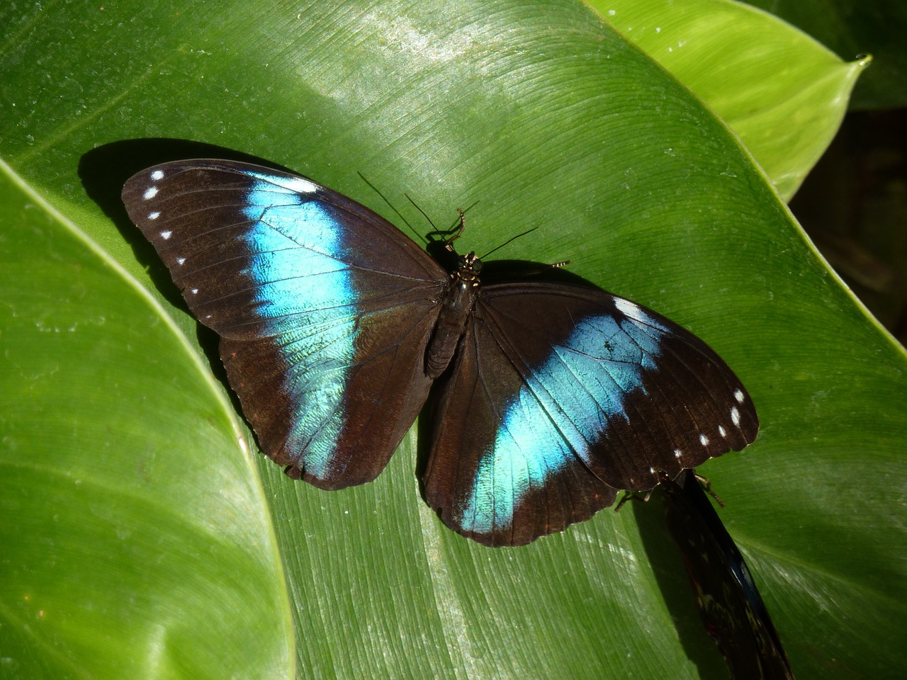 butterfly blue morpho insect free photo