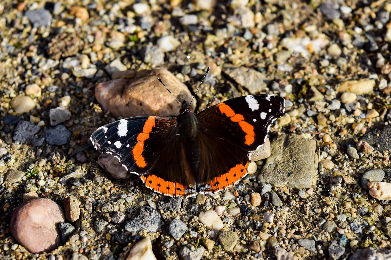 butterfly admiral noble free photo