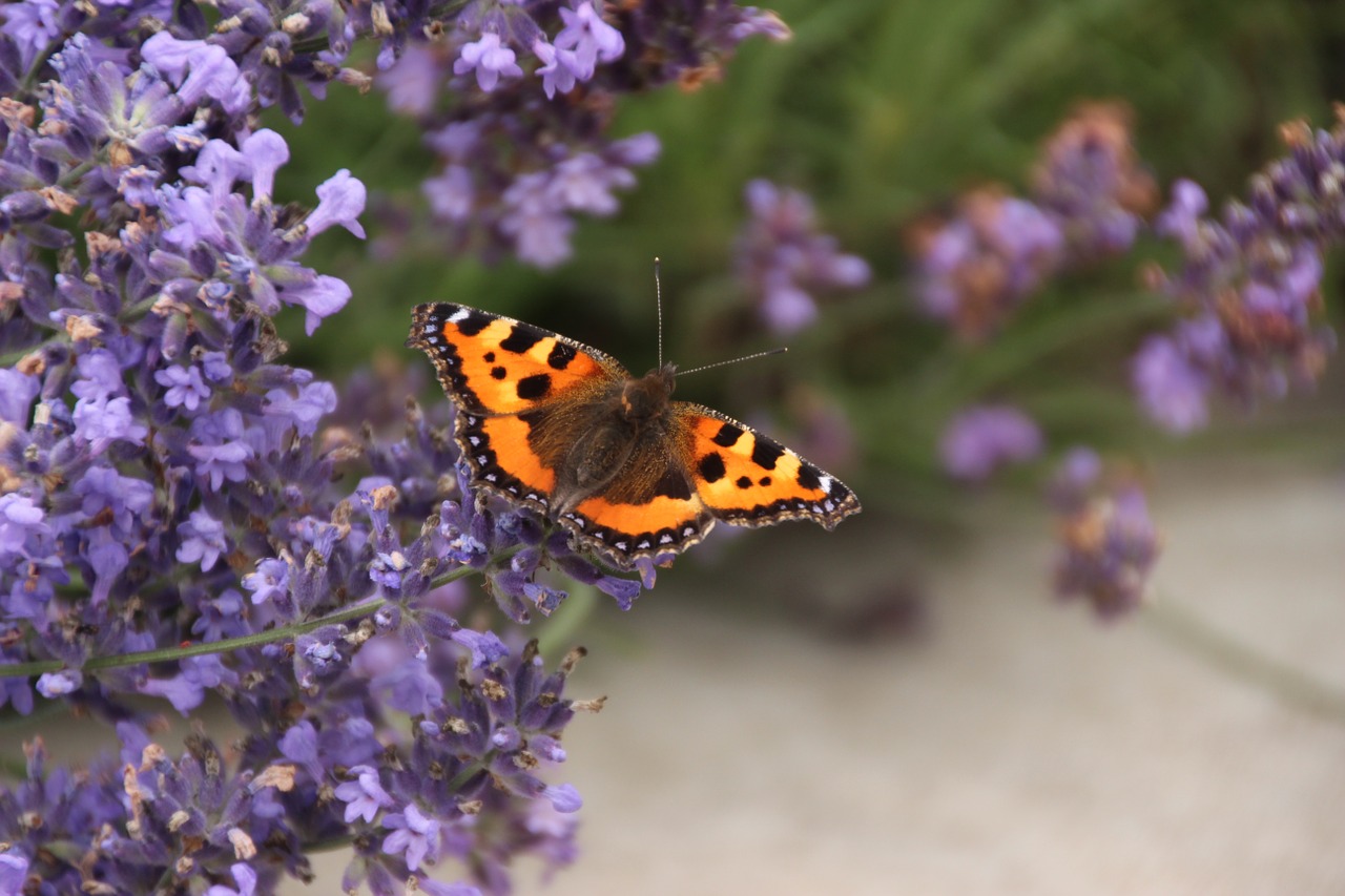 butterfly lavender flowers nature free photo