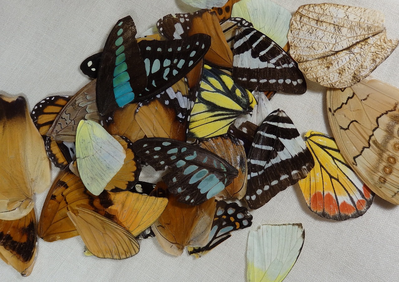 butterfly wings insects free photo