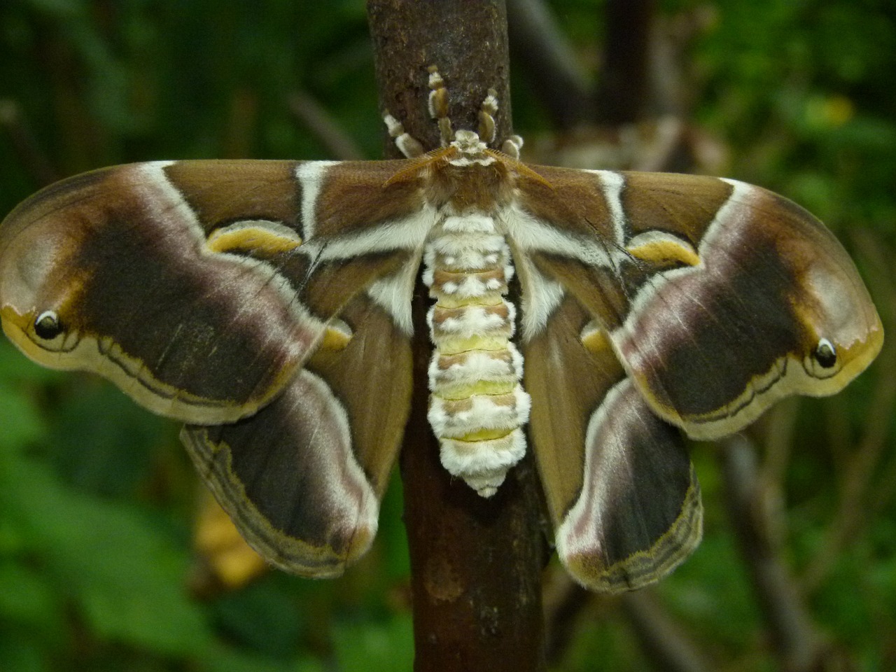 butterfly wings open free photo