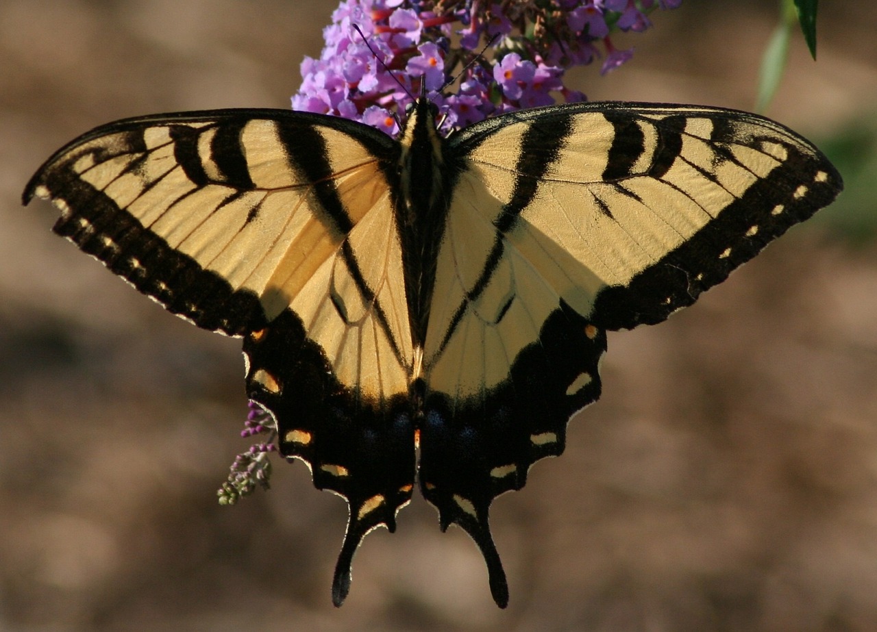 butterfly eastern tiger swallowtail insect free photo