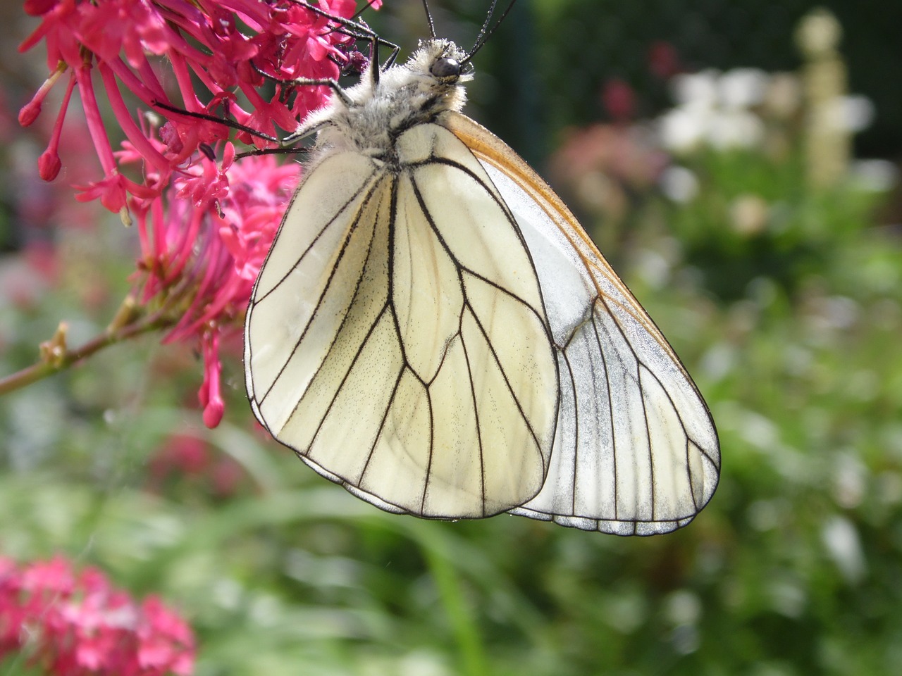 butterfly flower insect free photo