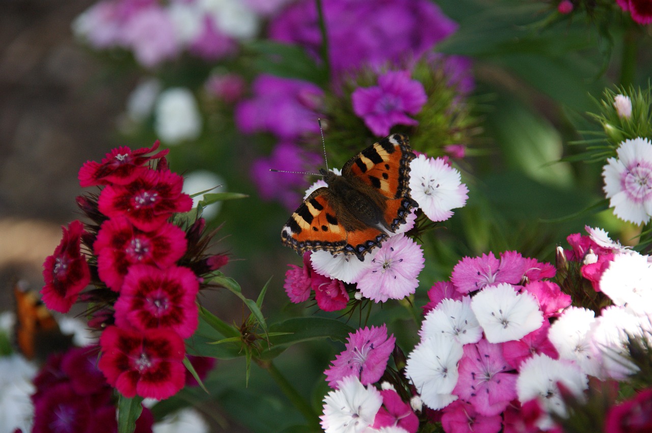 butterfly little fox animal free photo