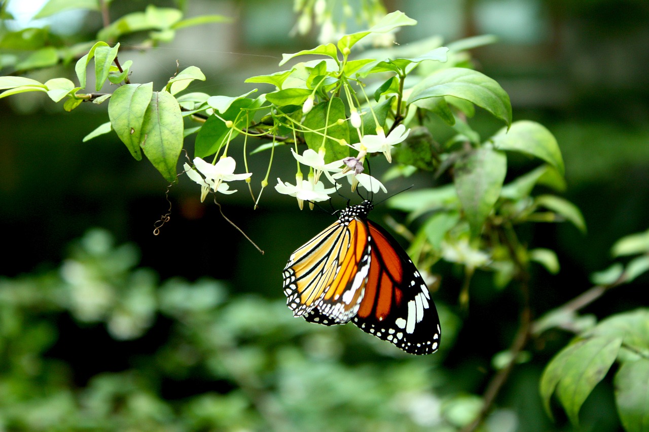 butterfly flowers nature free photo