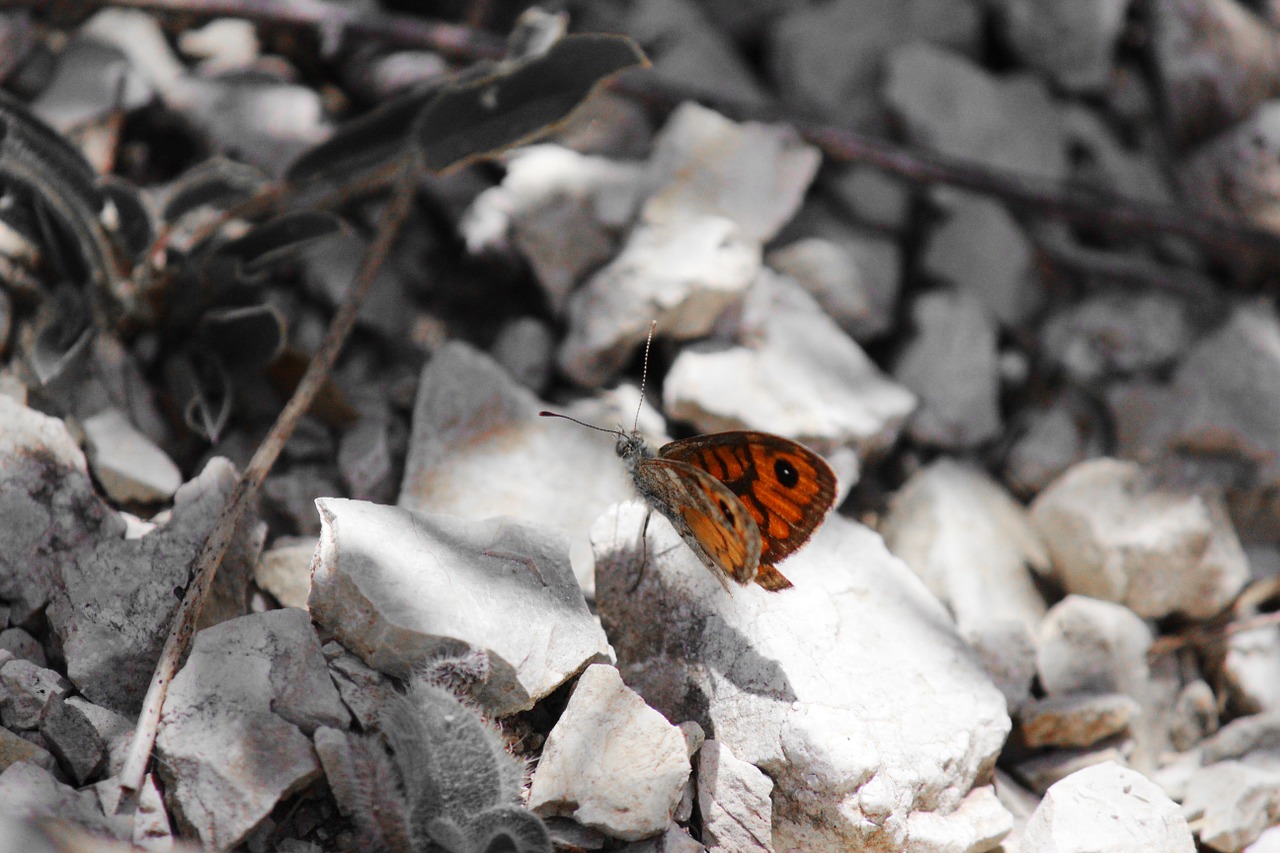 butterfly ali sassi free photo