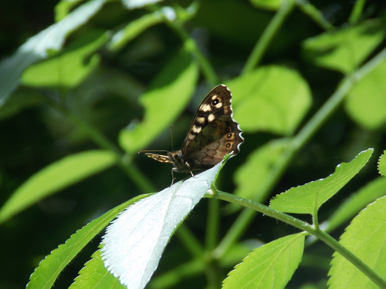 butterfly nature insect free photo