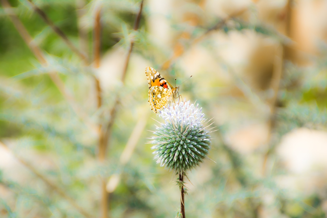 butterfly green nature free photo