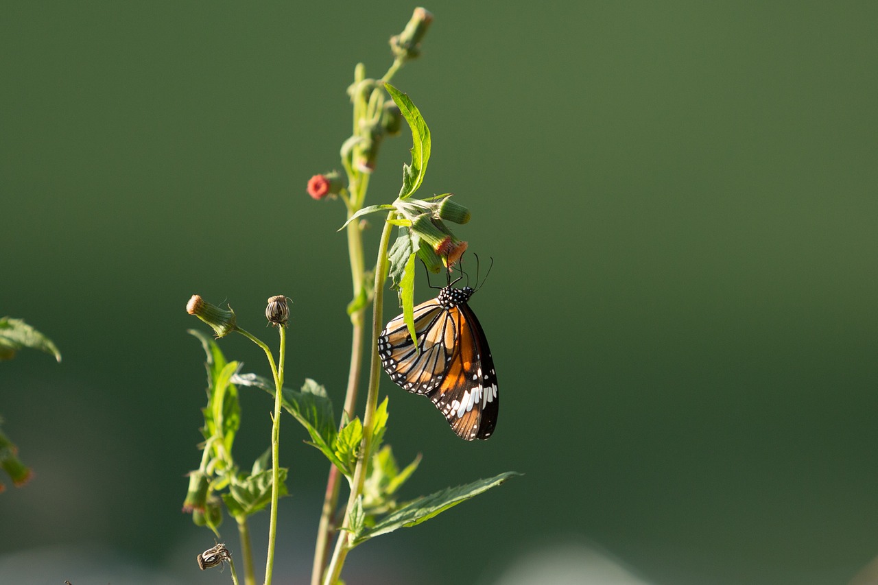 butterfly flower free pictures free photo