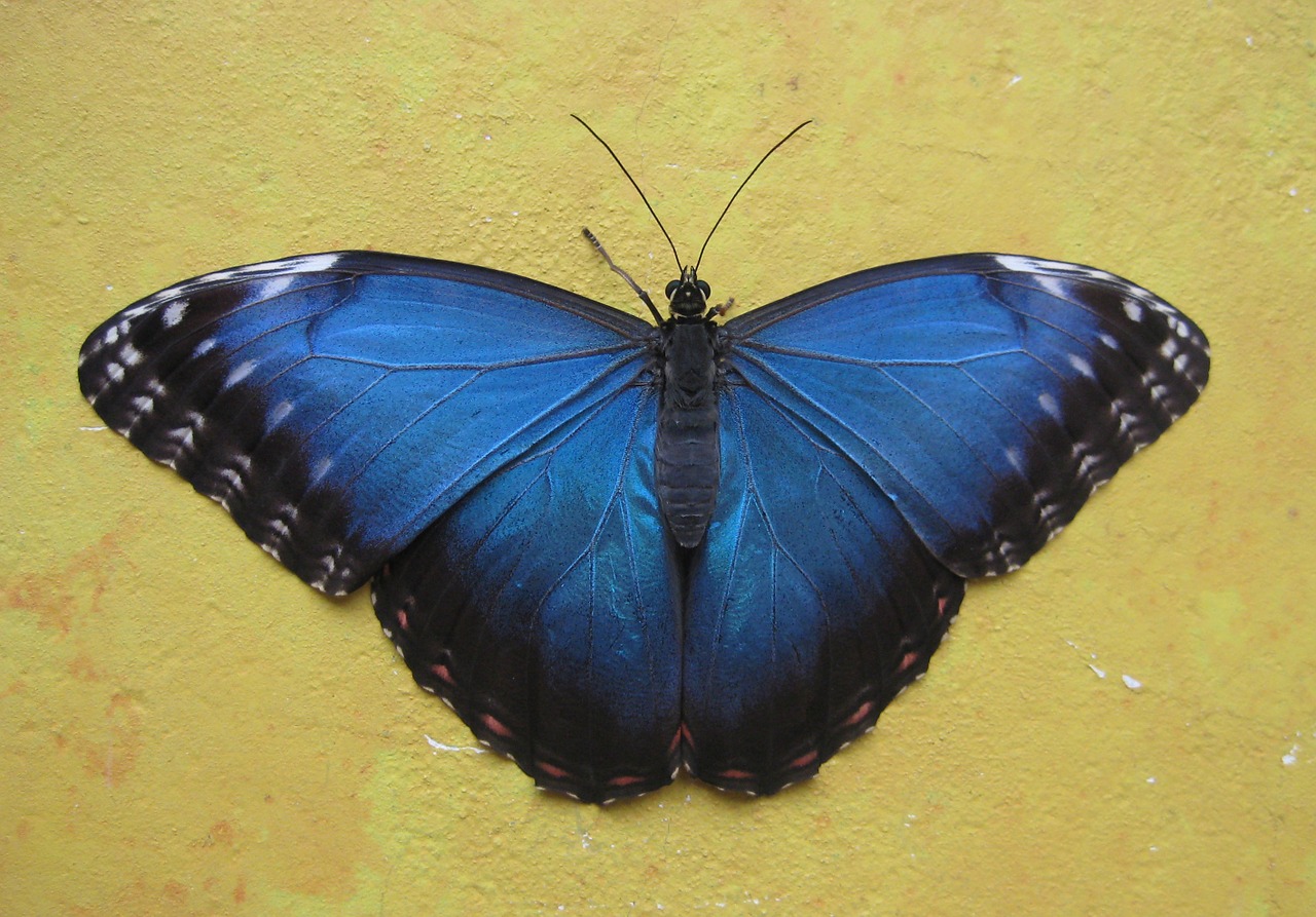 butterfly blue background free photo