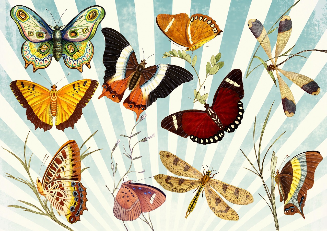 butterfly vintage collage free photo