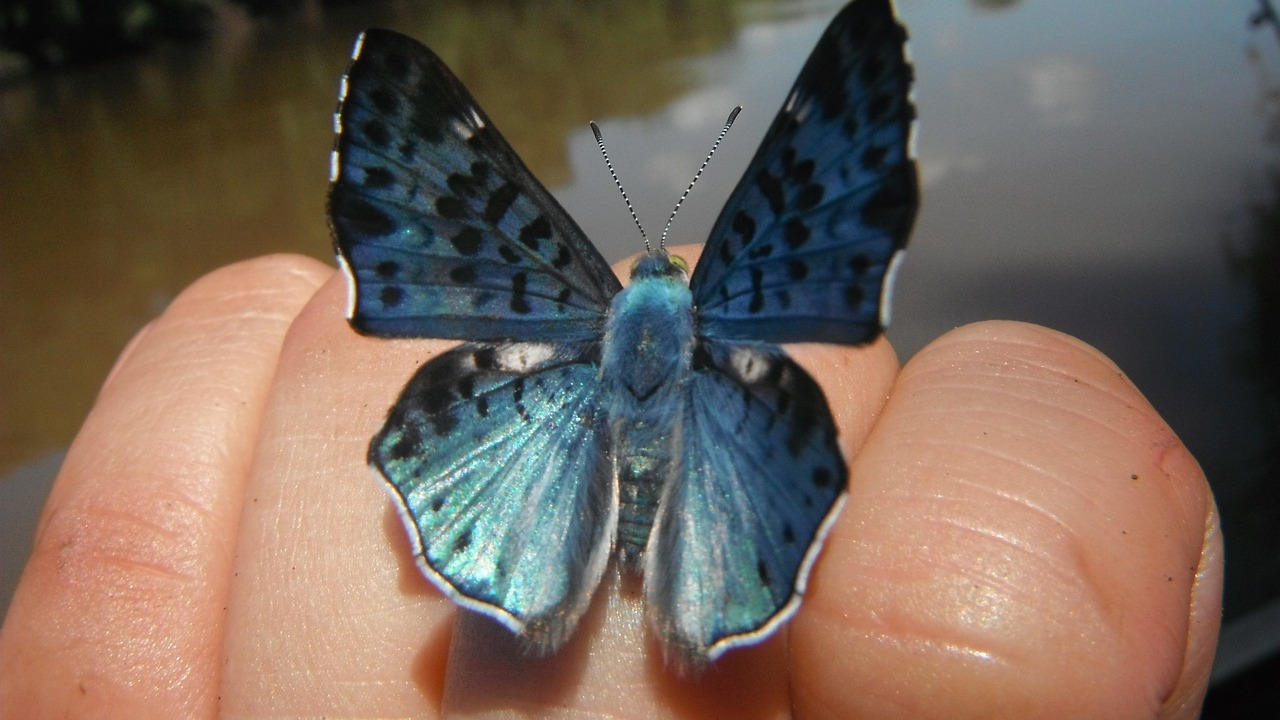butterfly blue finger free photo