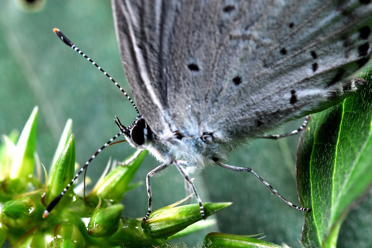 butterfly flowers affix free photo