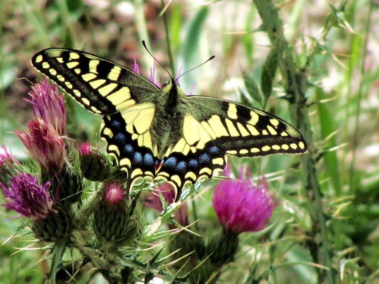 butterfly colorful insect free photo