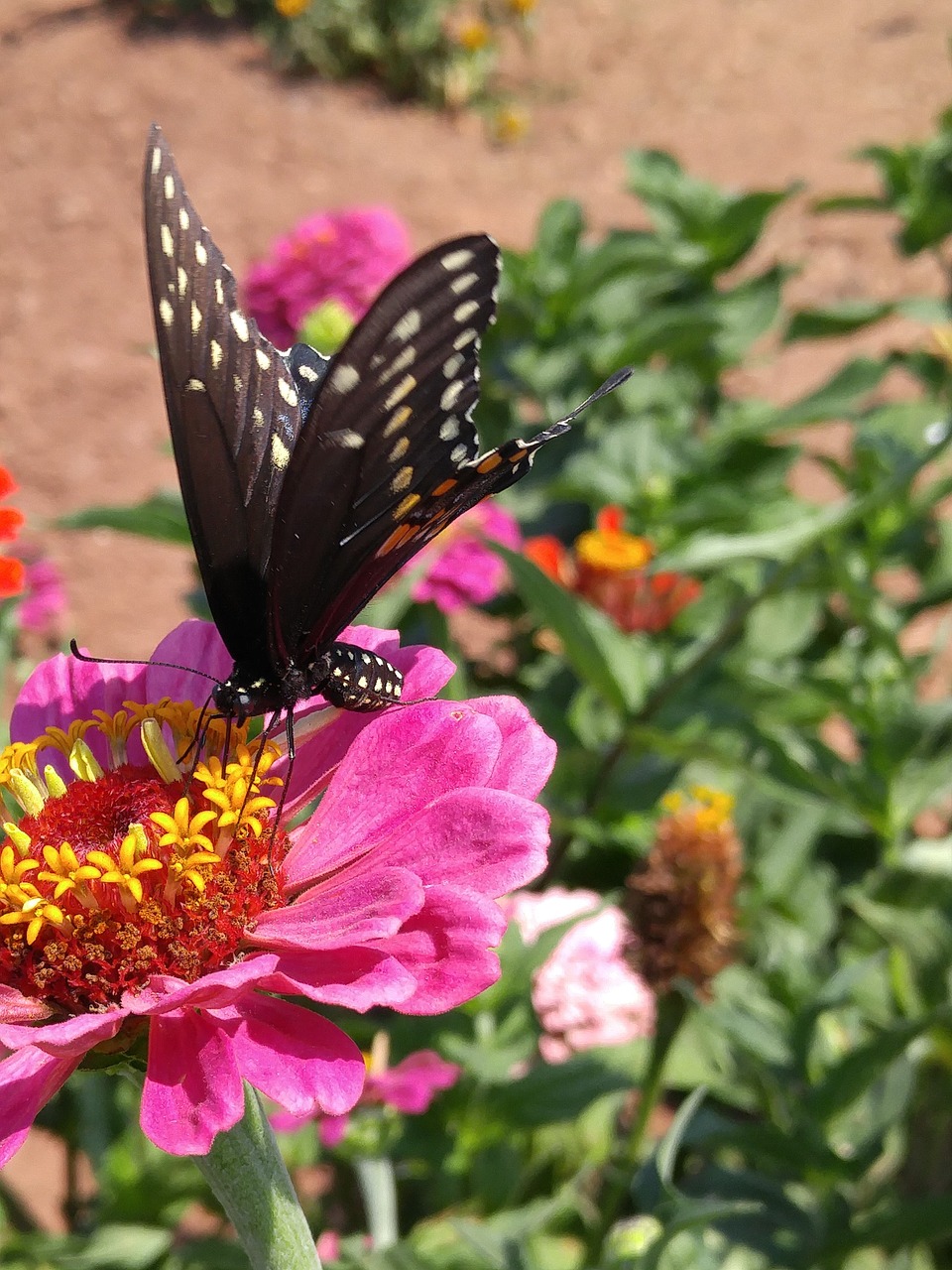 butterfly flower nature free photo