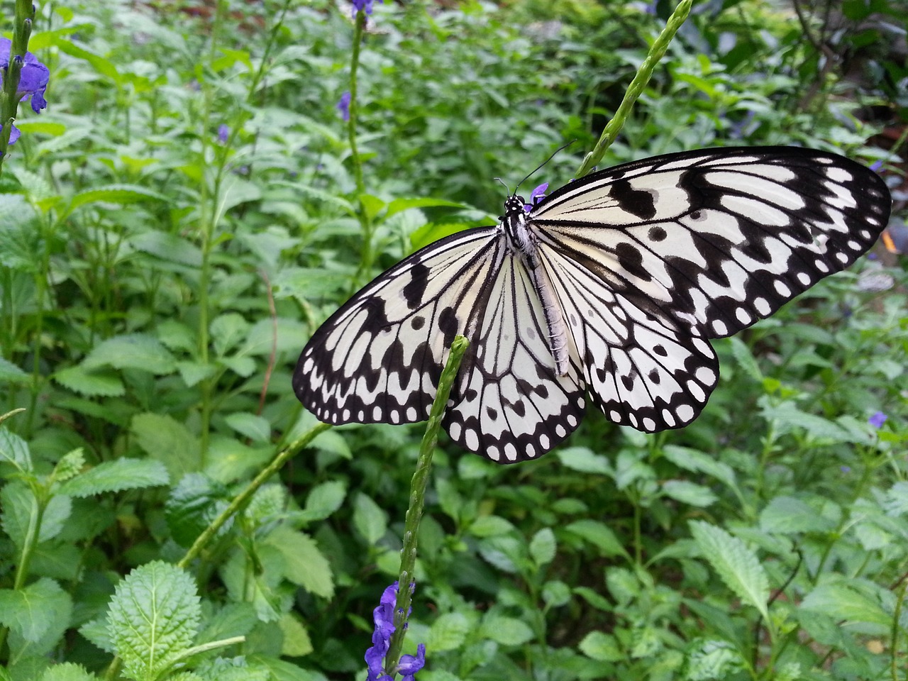 butterfly wings pattern free photo