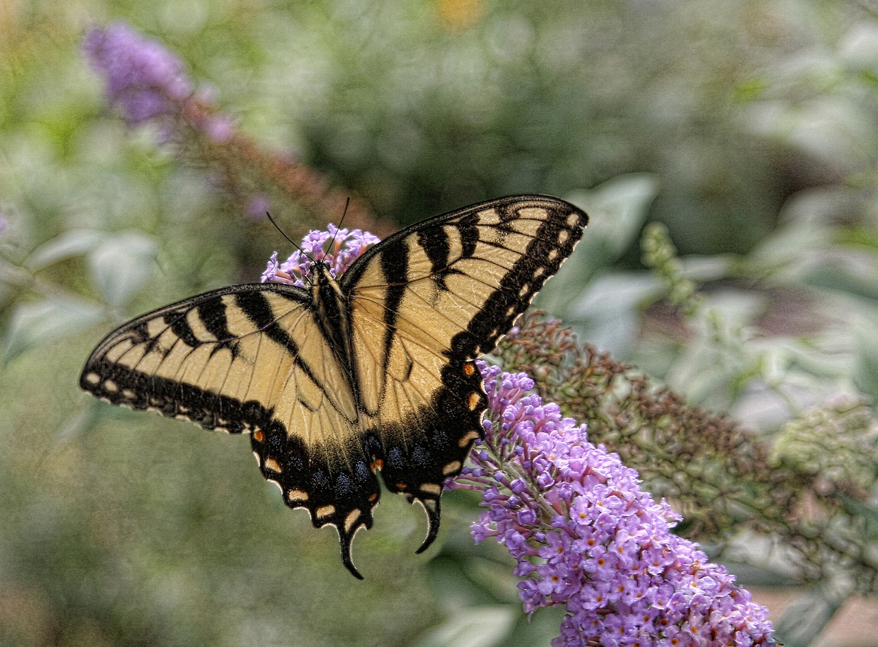 butterfly eastern tiger swallowtail nature free photo