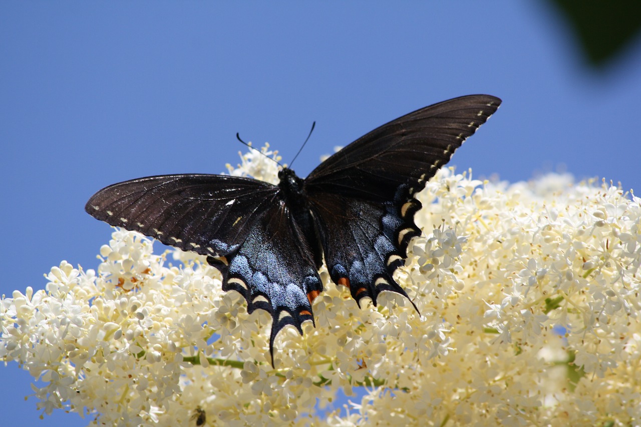 butterfly butterflies flowers free photo