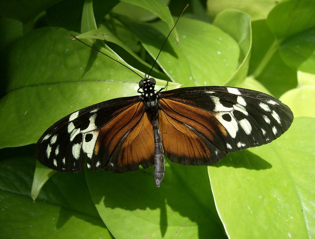 butterfly insect wildlife free photo