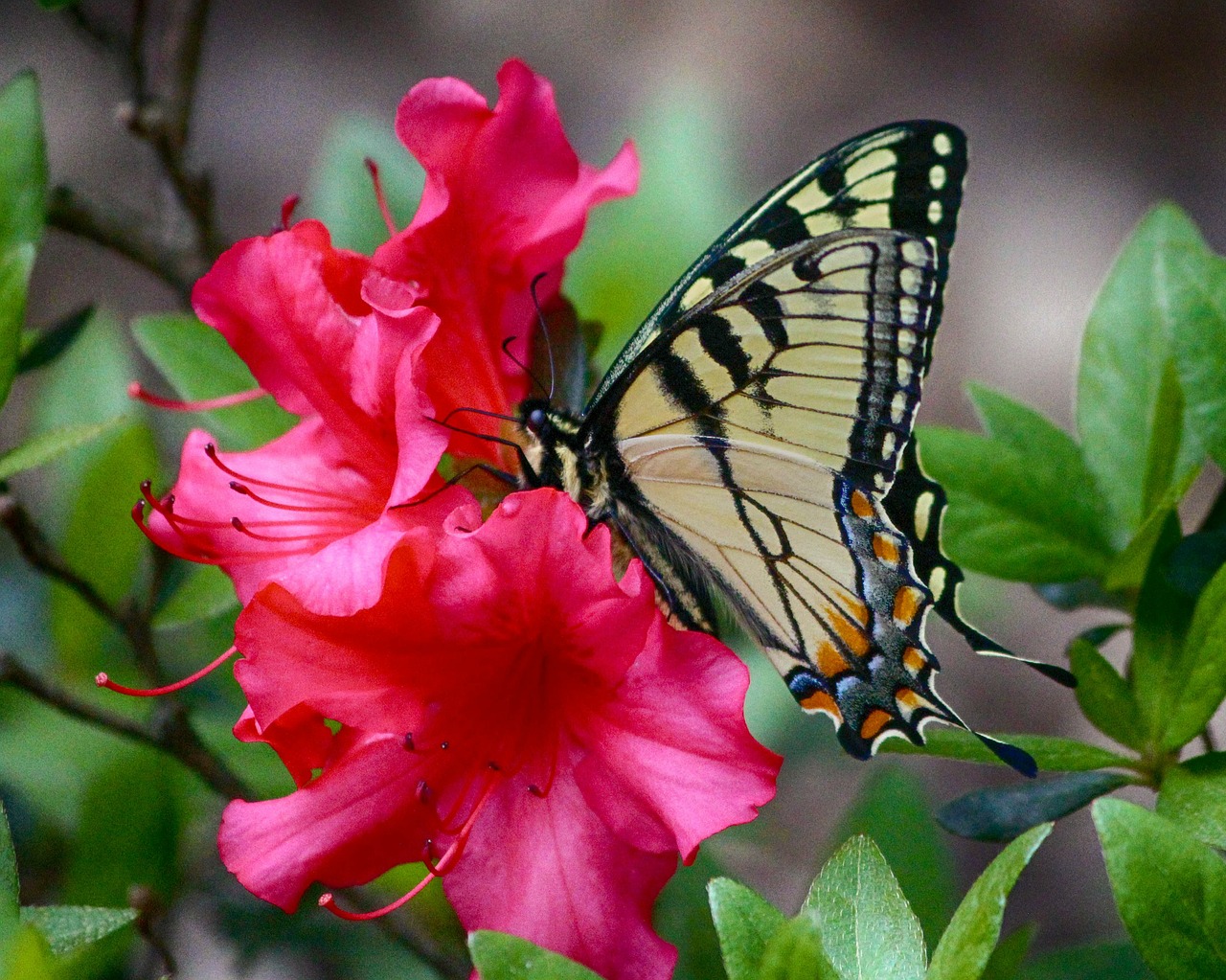 butterfly swallowtail yellow free photo