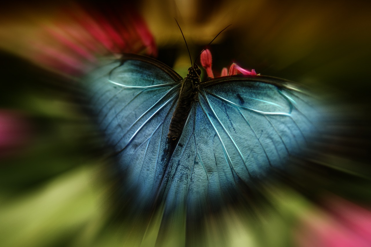 butterfly blue abstract free photo