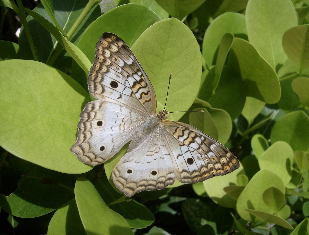 butterfly insect wildlife free photo