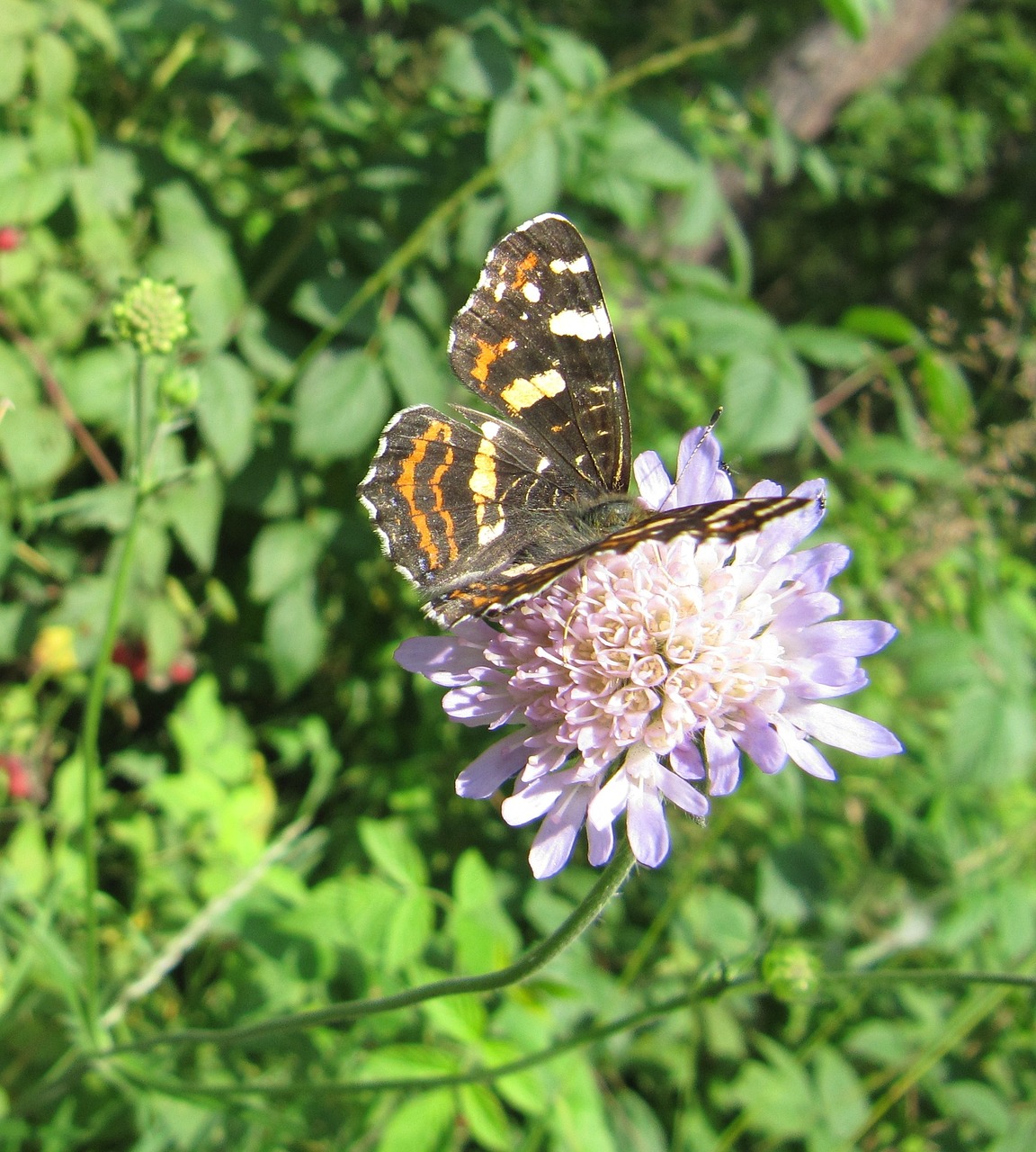 butterfly insect nature free photo