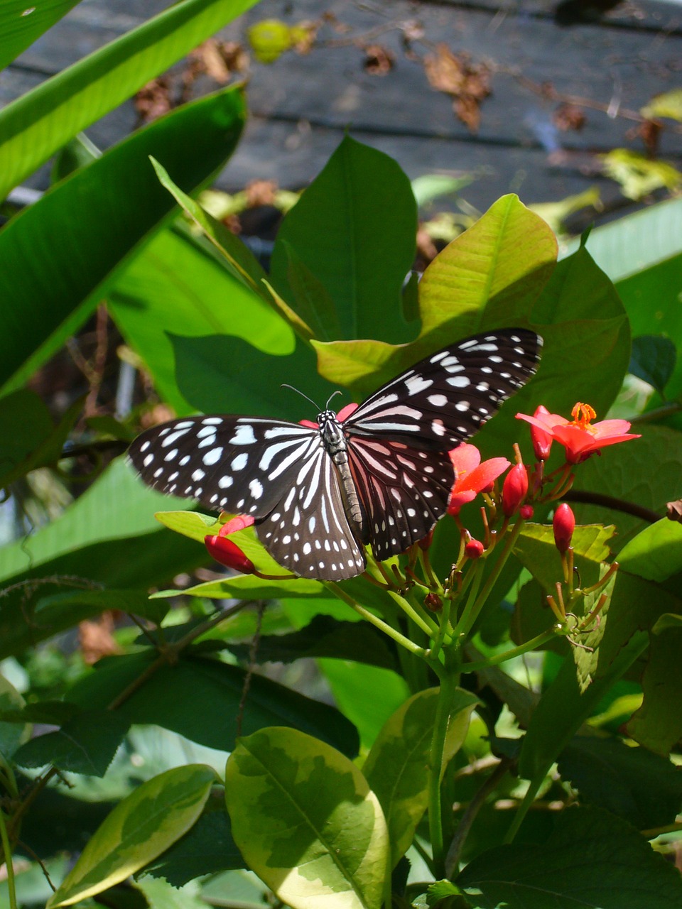 butterfly flowers insect free photo