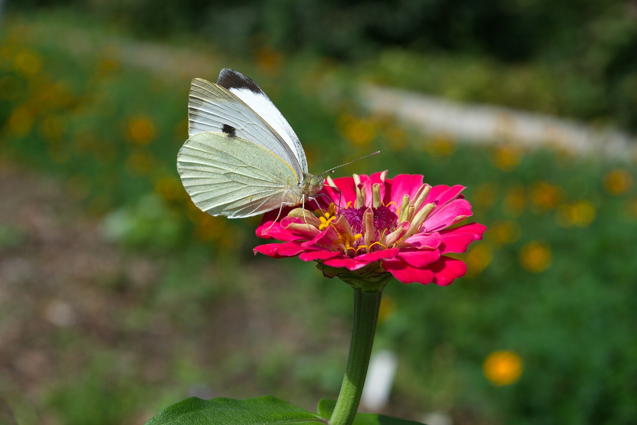 butterfly flowers summer free photo