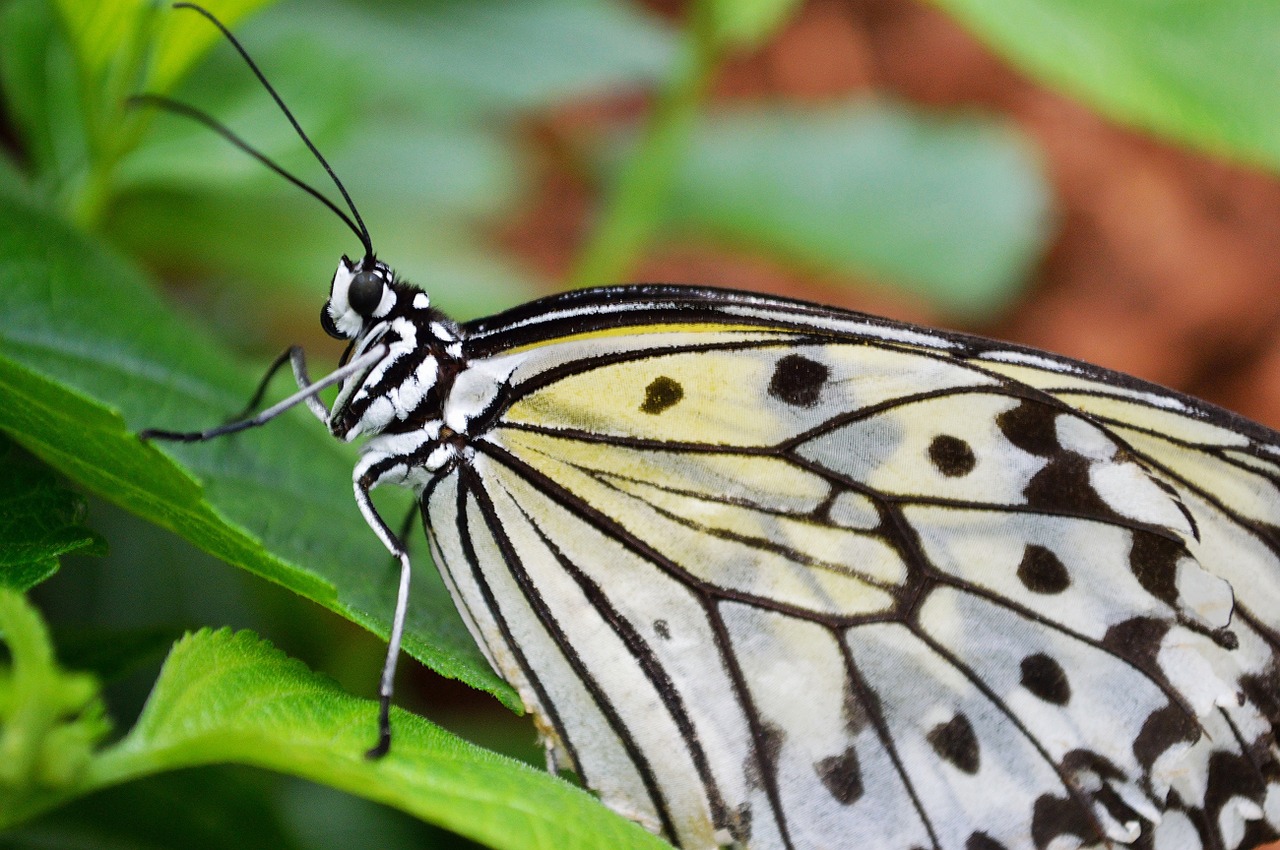 butterfly paper kite macro free photo