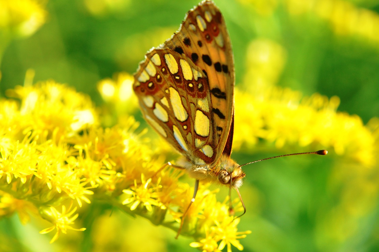 butterfly buterfly summer free photo