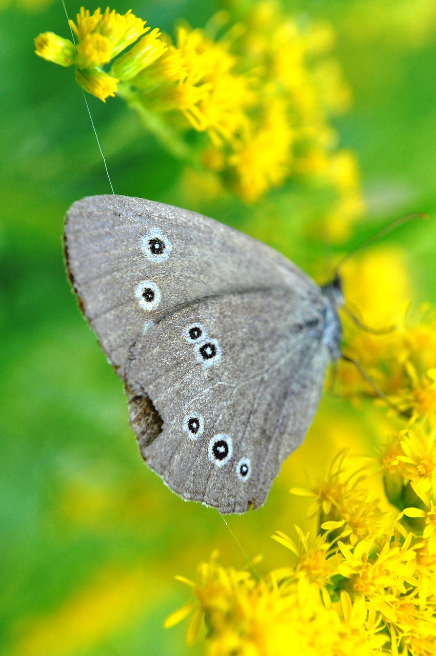 butterfly gray summer free photo