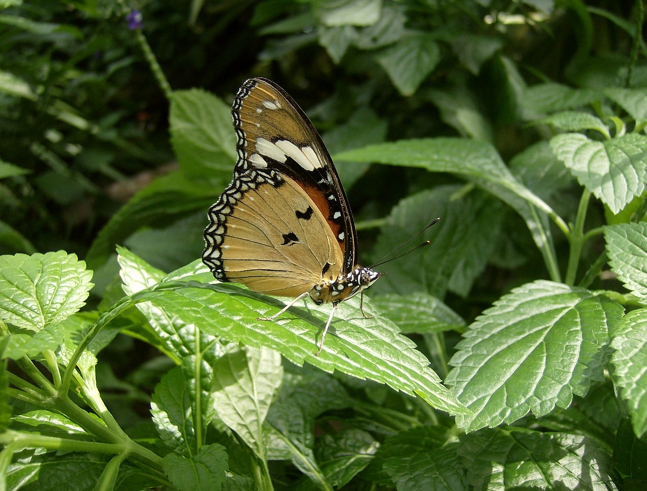 butterfly nature insect free photo