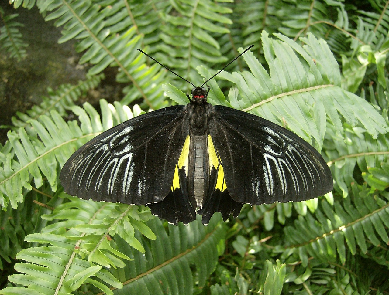 butterfly black butterfly insect free photo