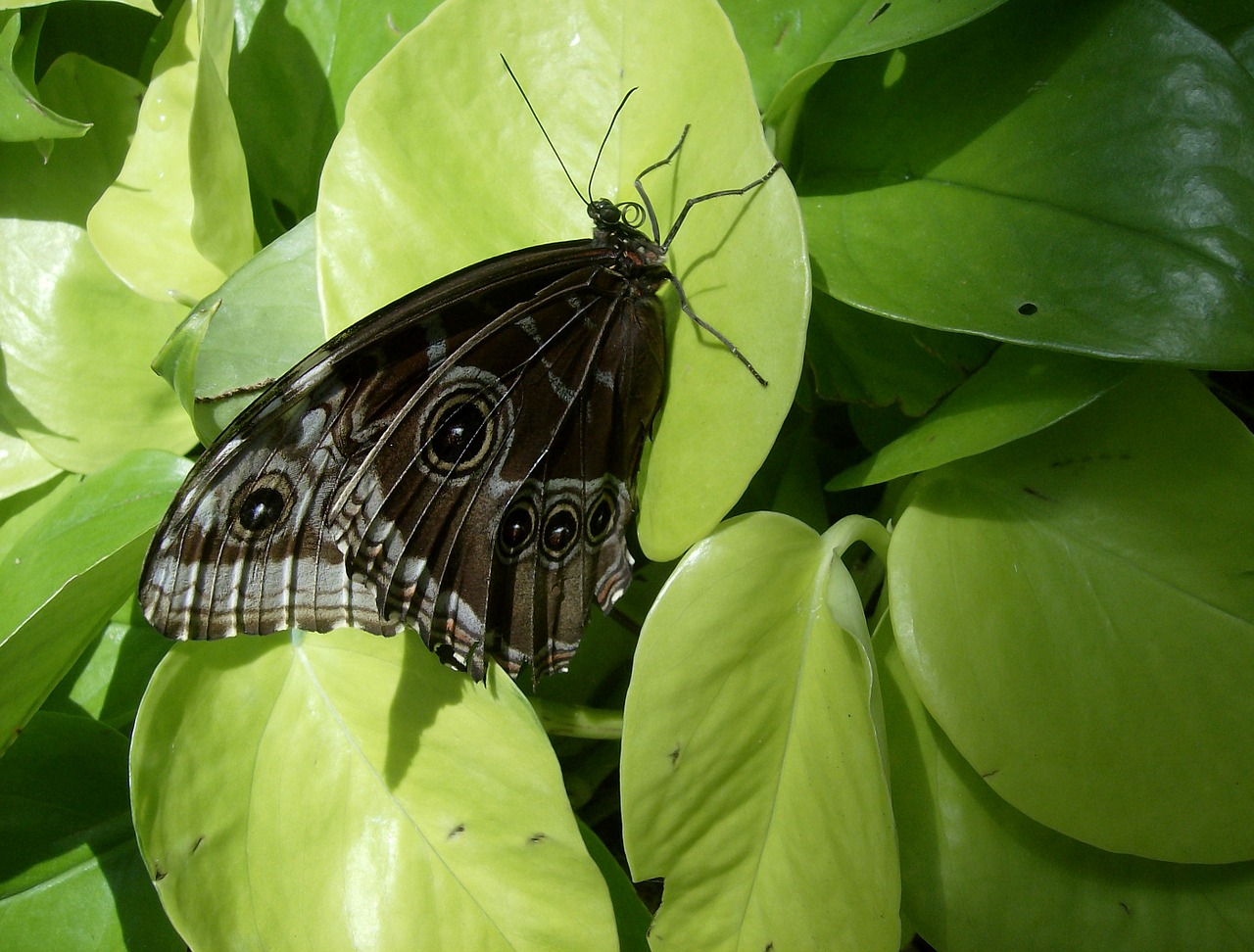 butterfly insect wildlife free photo