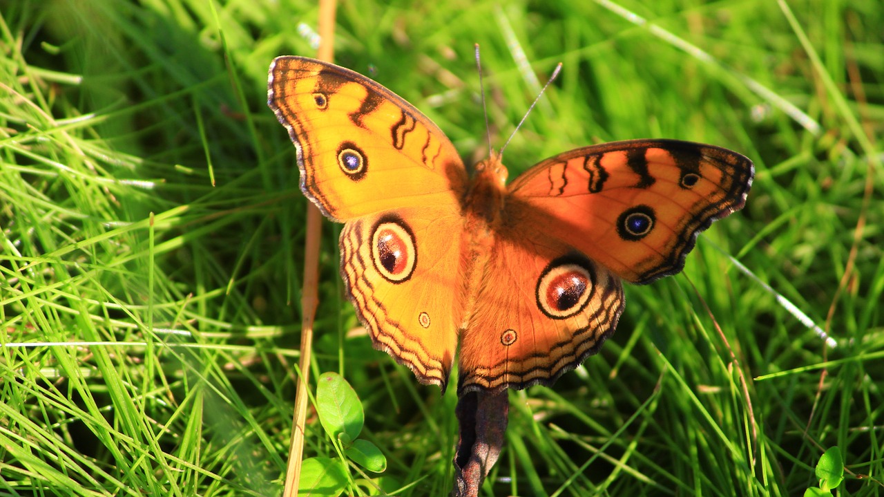 butterfly green f free photo