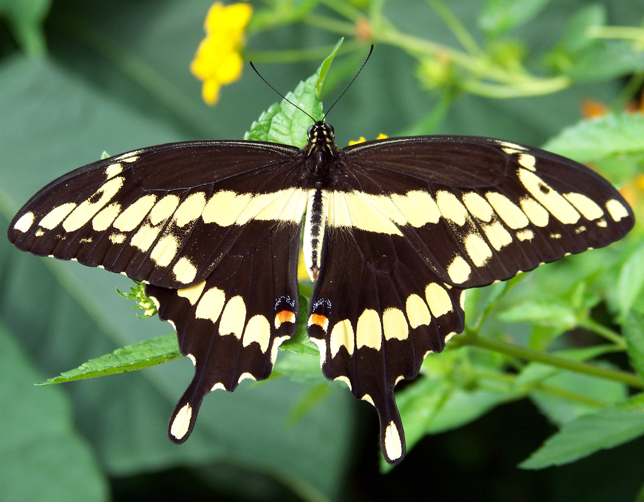 butterfly summer insect free photo