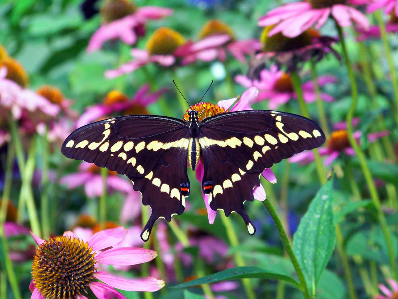 butterfly flower summer free photo