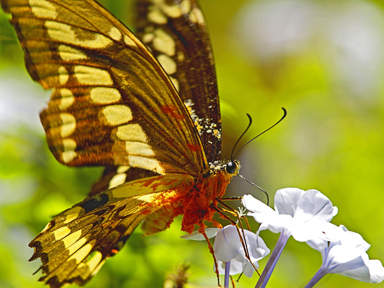 butterfly nectar overloaded free photo