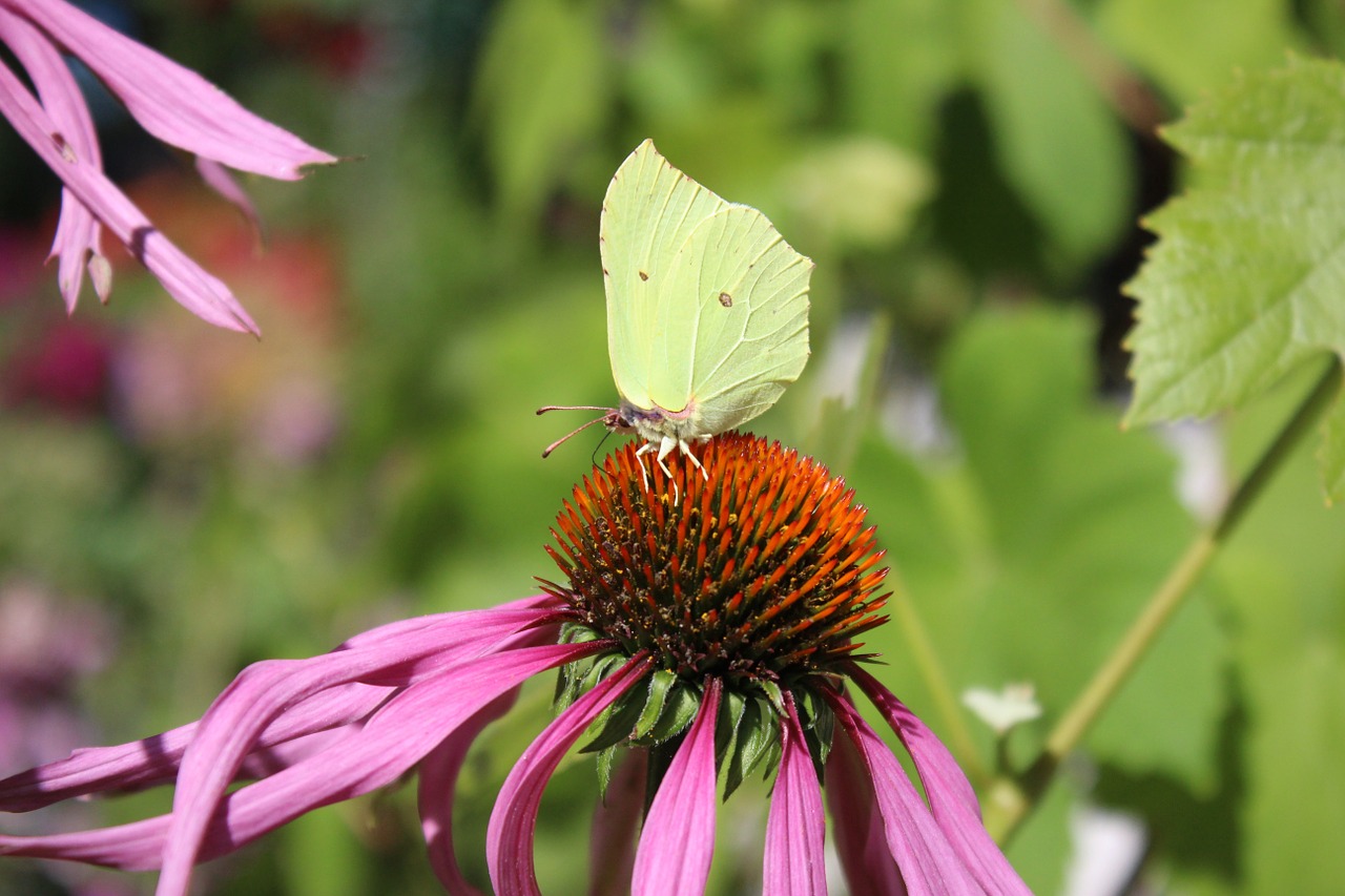 butterfly flower summer free photo