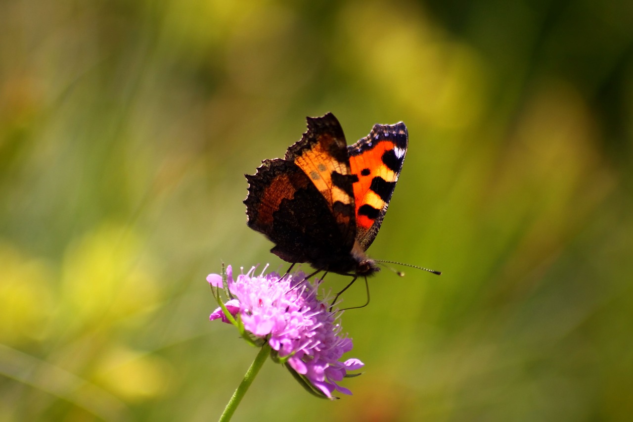 butterfly flower nature free photo