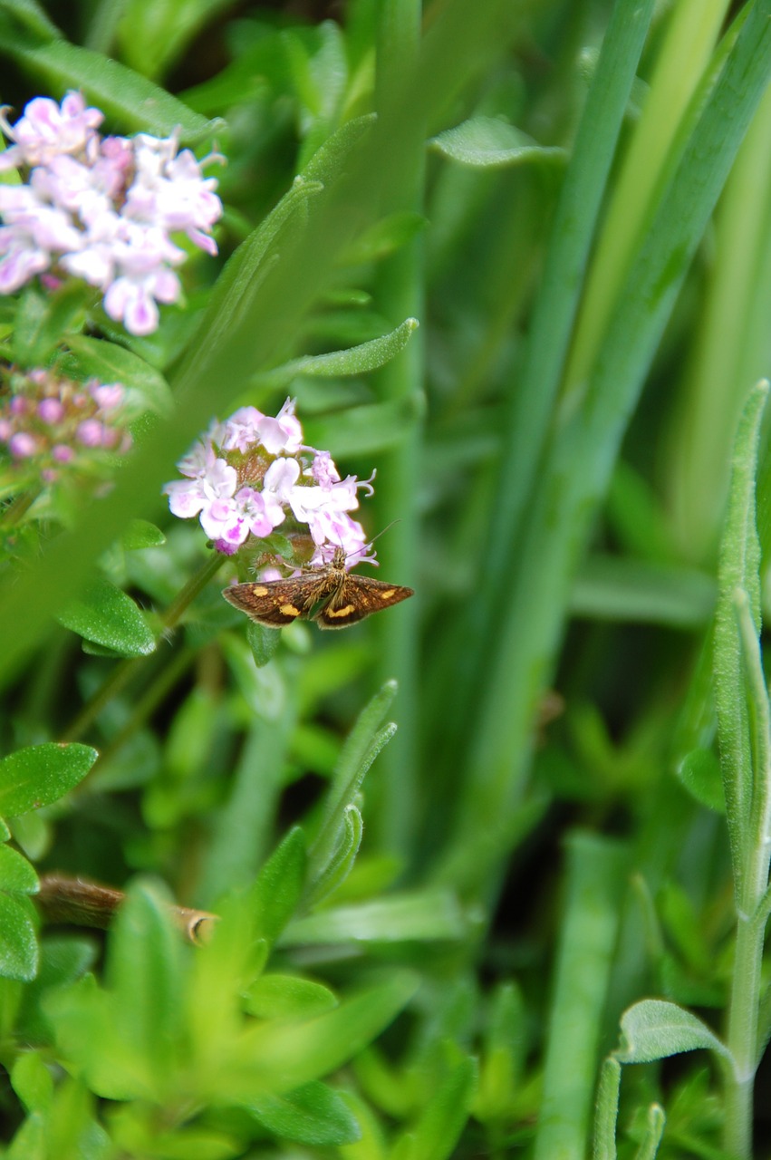 butterfly insect flowers free photo