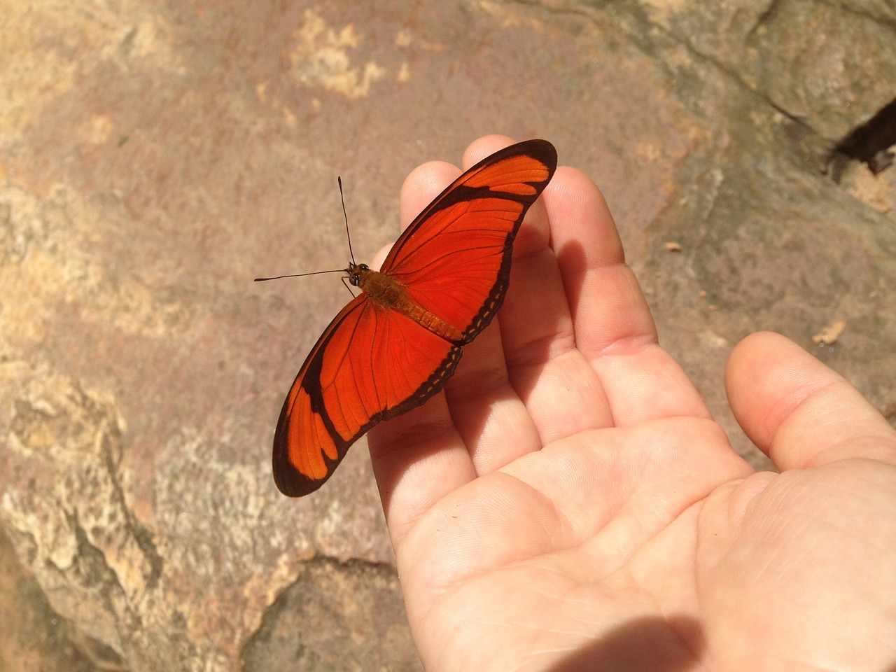 butterfly hand nature free photo