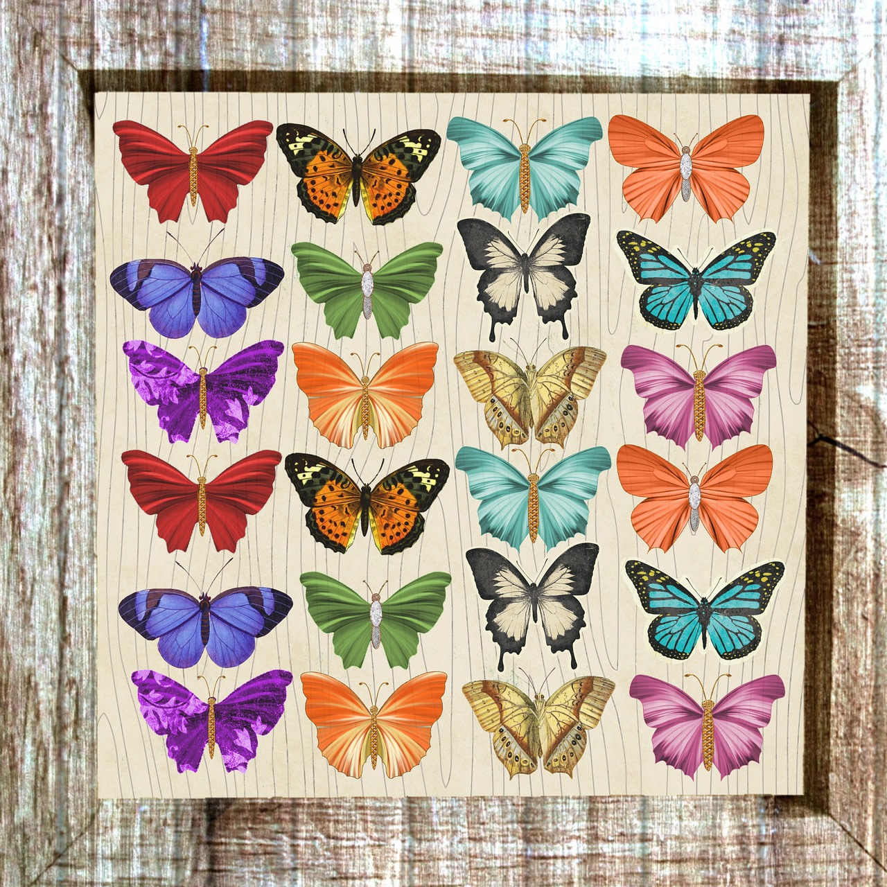 butterfly framed colorful free photo