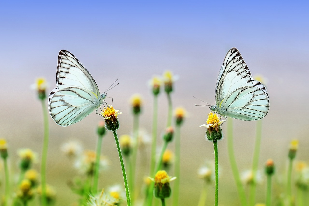 butterfly insect macro free photo