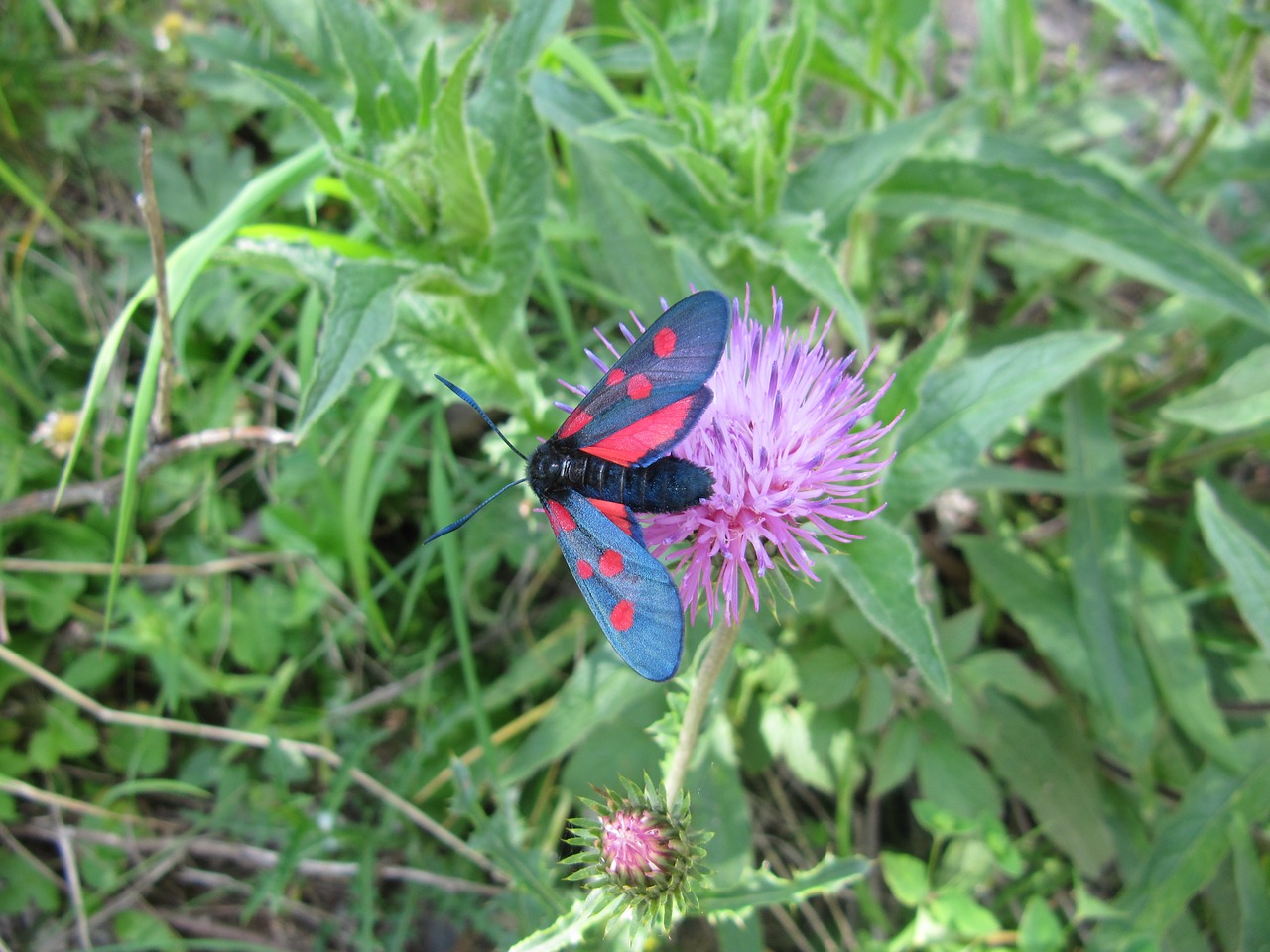 butterfly flower nature free photo