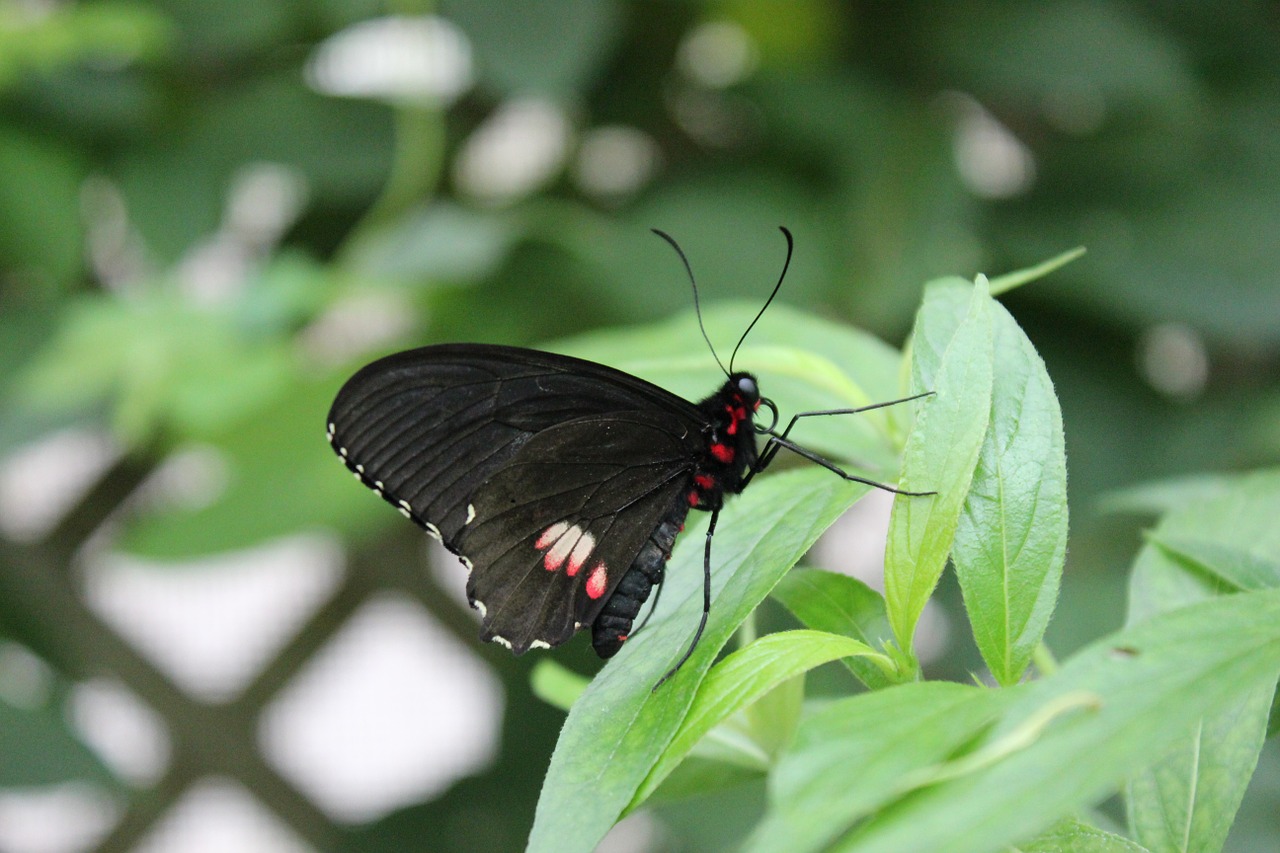 butterfly beautiful bug free photo